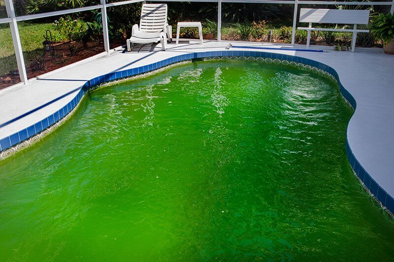 Why is There Still Algae in My Pool After Using Algaecide?